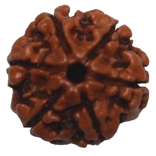 6 Mukhi Rudraksha